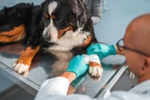 Confira cuidados essenciais para reduzir o risco de câncer em cães