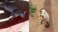 Moradores denunciam abandono e mortes de gatos em condomínio