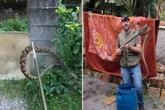 SC: cobra entre as mais venenosas aparece em casa e assusta moradores