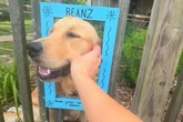 Cão vira “ponto de encontro” de vizinhos com oferta de carinho grátis