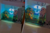 Vídeo: cadela cai em aquário ao tentar “nadar” com irmãos pets