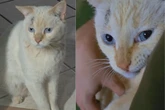 Tutor desconfia de “traição” e descobre que gato tem 4 famílias