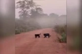 Cena rara: onça-preta e filhote são flagrados em estrada de MT.