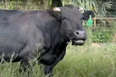 Vaca foge de matadouro dias antes de abate e encontra novo lar