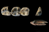 Dentes de 2,6 milhões de anos podem ser de parente humano desconhecido