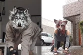 Therians viralizam novamente ao se vestir e agir como lobos e gatos