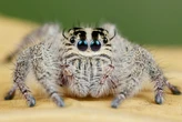 Como o mundo se parece aos olhos de uma aranha