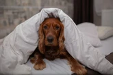 Saiba qual as raças de cachorros ideais para pessoas com alergia