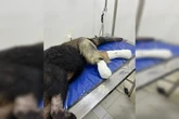 Tamanduá atropelado se recupera bem e poderá voltar à natureza