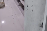 Homem foge após agredir esposa com foice, atropelá-la e quebrar a casa