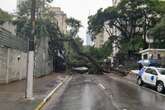 Árvore de grande porte cai e interdita Rua Haddock Lobo, centro de SP