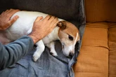 Cachorro pode ter doenças mentais? Entenda os sinais