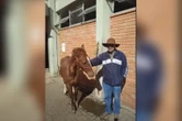 “Fiquei sabendo pela TV”, diz suposto dono do cavalo Caramelo no RS