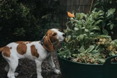 10 plantas comuns que são um risco para pets; veterinária explica
