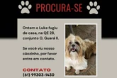 Onde está Luke? Família do Guará procura por cachorrinho desaparecido