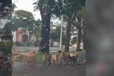Vídeo: cabritos pastam no meio de avenida e param trânsito em Maringá