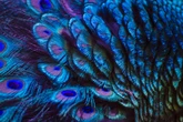 Estudo revela que penas de pavão podem amplificar luz como lasers
