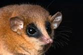 Criatura misteriosa vista no Peru é identificada como novo marsupial