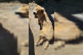 PCDF resgata chow-chow vítima de maus-tratos e com patas destruídas