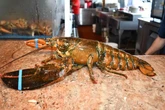Lagosta de 110 anos é solta após ser esquecida em restaurante nos EUA