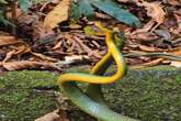 Sonhar com cobra: descubra quais são os significados