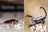 Combate aos escorpiões: por que eliminar baratas ajuda a afastá-los
