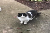Gato visita mulher e encontro revela coincidência extraordinária