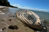 Baleia é encontrada morta em praia do litoral sul da Bahia