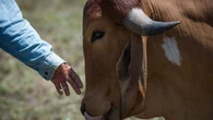 Goiás confirma casos de raiva em bovinos de 2 municípios