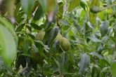 Fruta tropical ajuda no combate a inflamações e fortalece imunidade