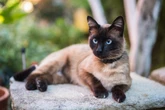 Você deve ter estes 5 cuidados ao adotar um gato, segundo veterinário