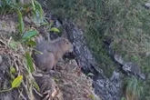 Capivara vive situação dramática após despencar de penhasco em SC