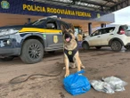 Cão farejador acha maconha, haxixe e LSD dentro de carro no Entorno