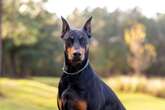 Cães da raça dobermann são violentos? Veja mitos e verdades desse pet