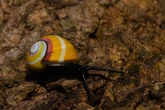 Caramujos coloridos correm risco de extinção por terem beleza exótica
