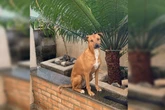 Tutor oferece R$ 5 mil via Pix para quem encontrar cadela desaparecida