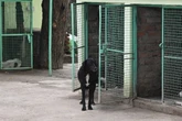 Homem reencontra cachorro desaparecido 10 anos depois: “Inacreditável”