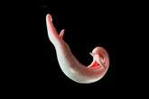 Estudo descobre como parasita desliga receptores de dor do corpo
