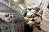 Dogue alemão viaja ao lado de tutor em avião e cena impressiona; vídeo