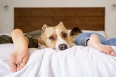 Transar com o pet no quarto faz mal? Confira o que diz veterinário