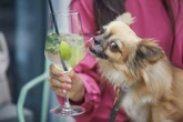 Pets e álcool: risco de intoxicação exige atenção de tutores
