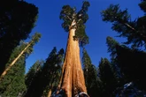 Gigantes, grossas e resistentes: conheça características das sequoias