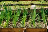 5 benefícios da cebolinha verde para a saúde e como incluí-la na dieta