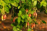 Fruta brasileira rica em magnésio ajuda a controlar o açúcar no sangue