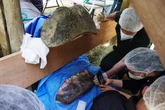 Caso raro: canal em dente de hipopótamo mobiliza 16 veterinários em SP