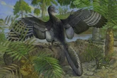 Estudo de fóssil revela que dinossauro famoso voava como uma galinha