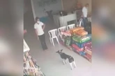 Cão gravemente ferido entra em clínica veterinária e recebe ajuda