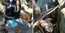Saiba quais animais o psicopata Lázaro Barbosa abateu e comeu na mata