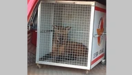Lobo-guará é capturado dentro de galinheiro em Goiás