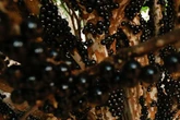 Brasileiríssima: estudo mostra que casca de jabuticaba reduz glicemia